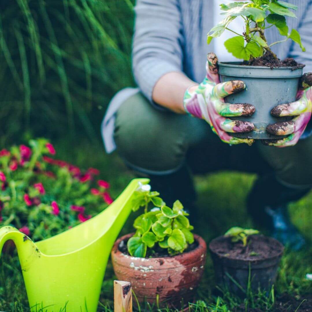 Beginner's Guide to Gardening