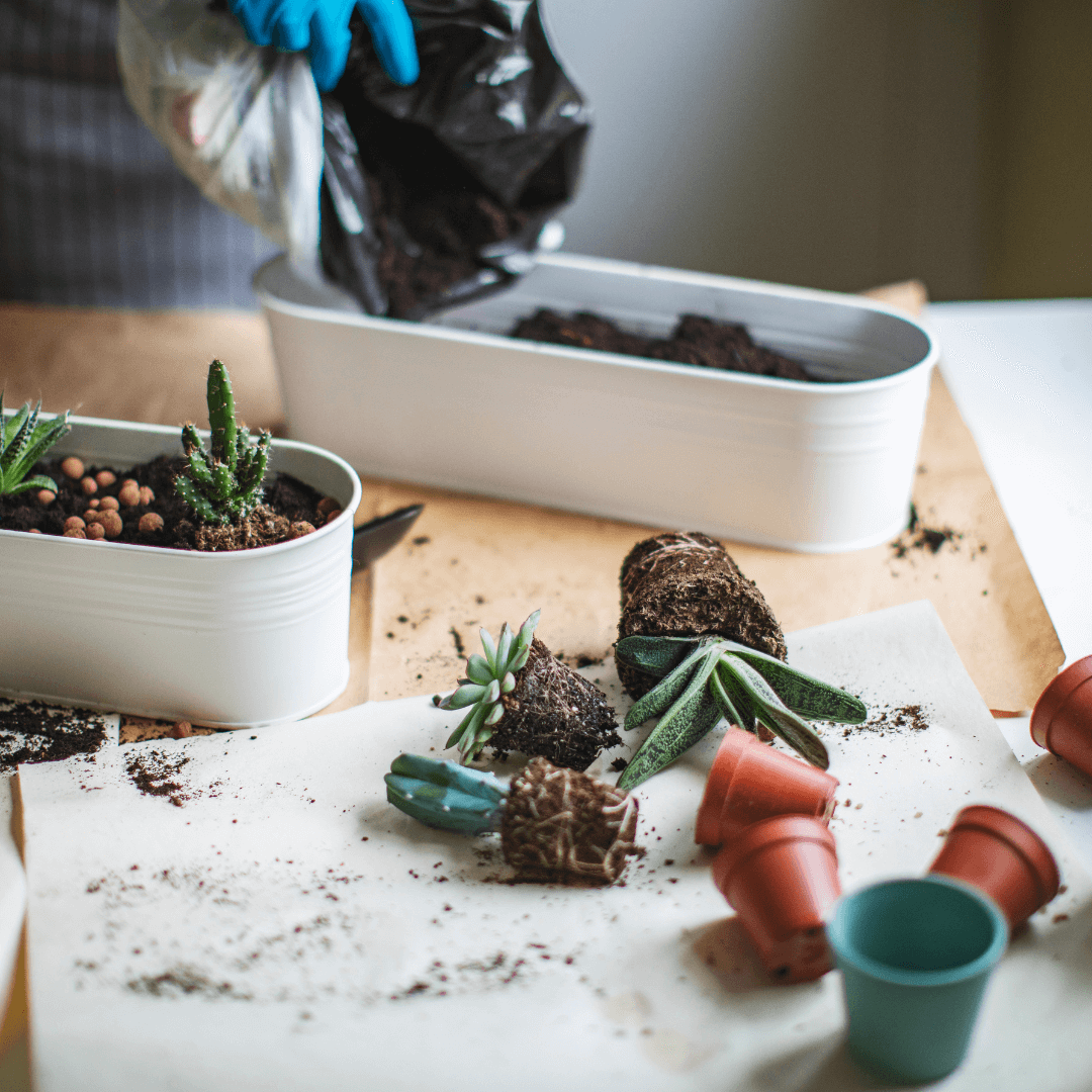 Plant Care For Summers