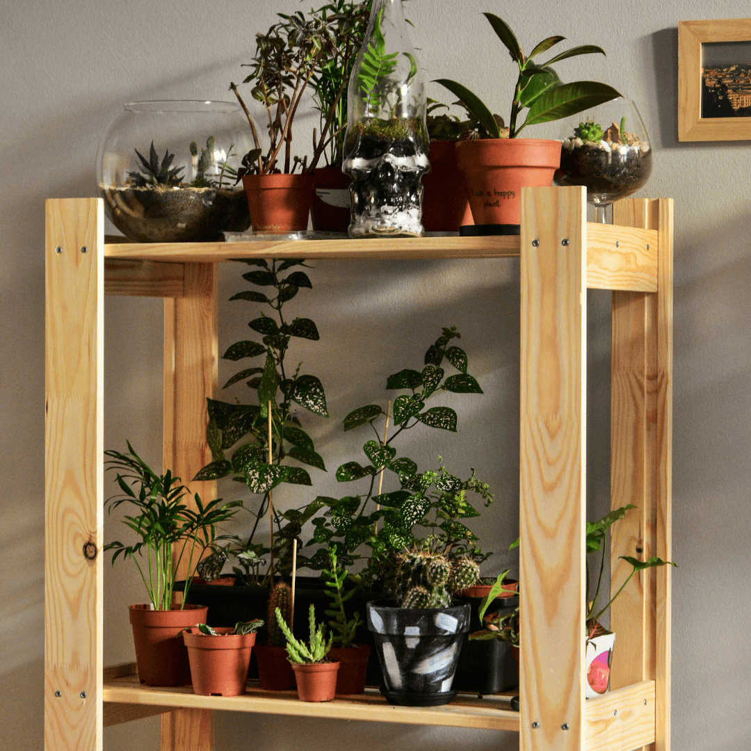 Plants For Home Decor