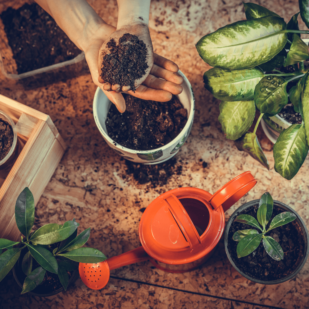 Indoor Plants: A Complete Care and Maintenance Guide