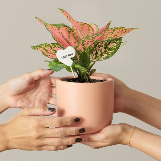 Gift ideas for plant parents
