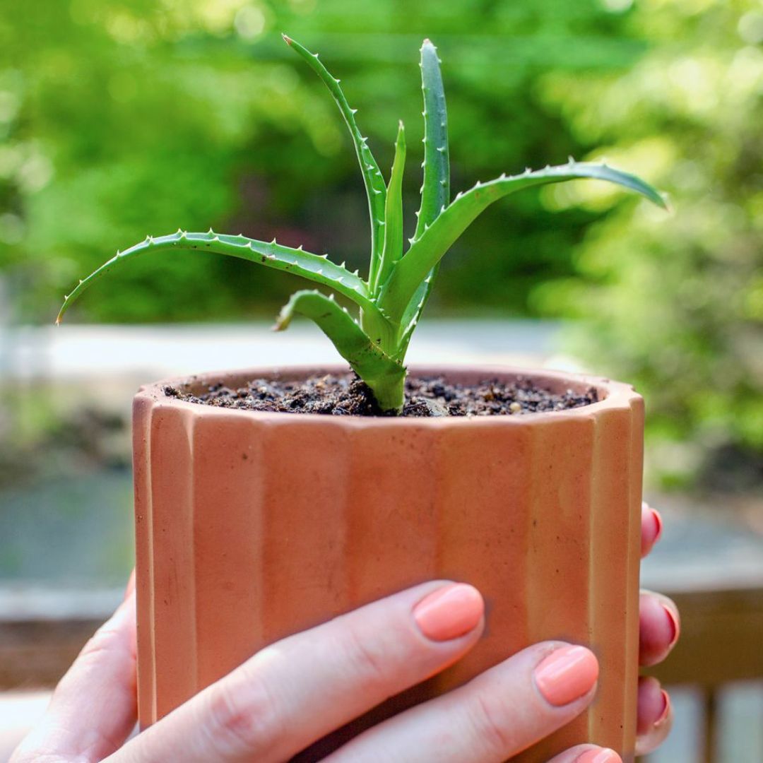 How to grow an aloe plant at home?