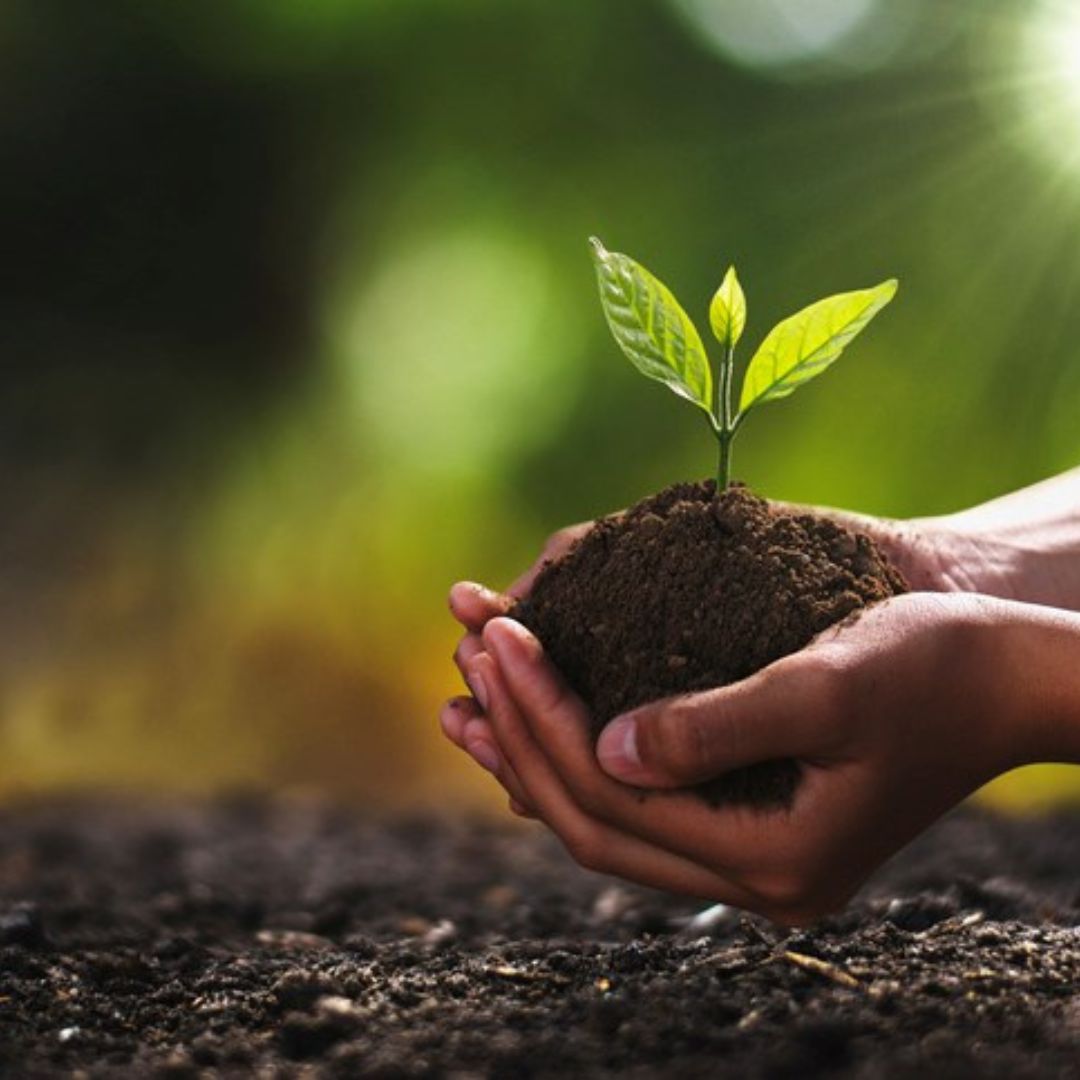 Boost Your Garden with Seaweed Extract for Plants