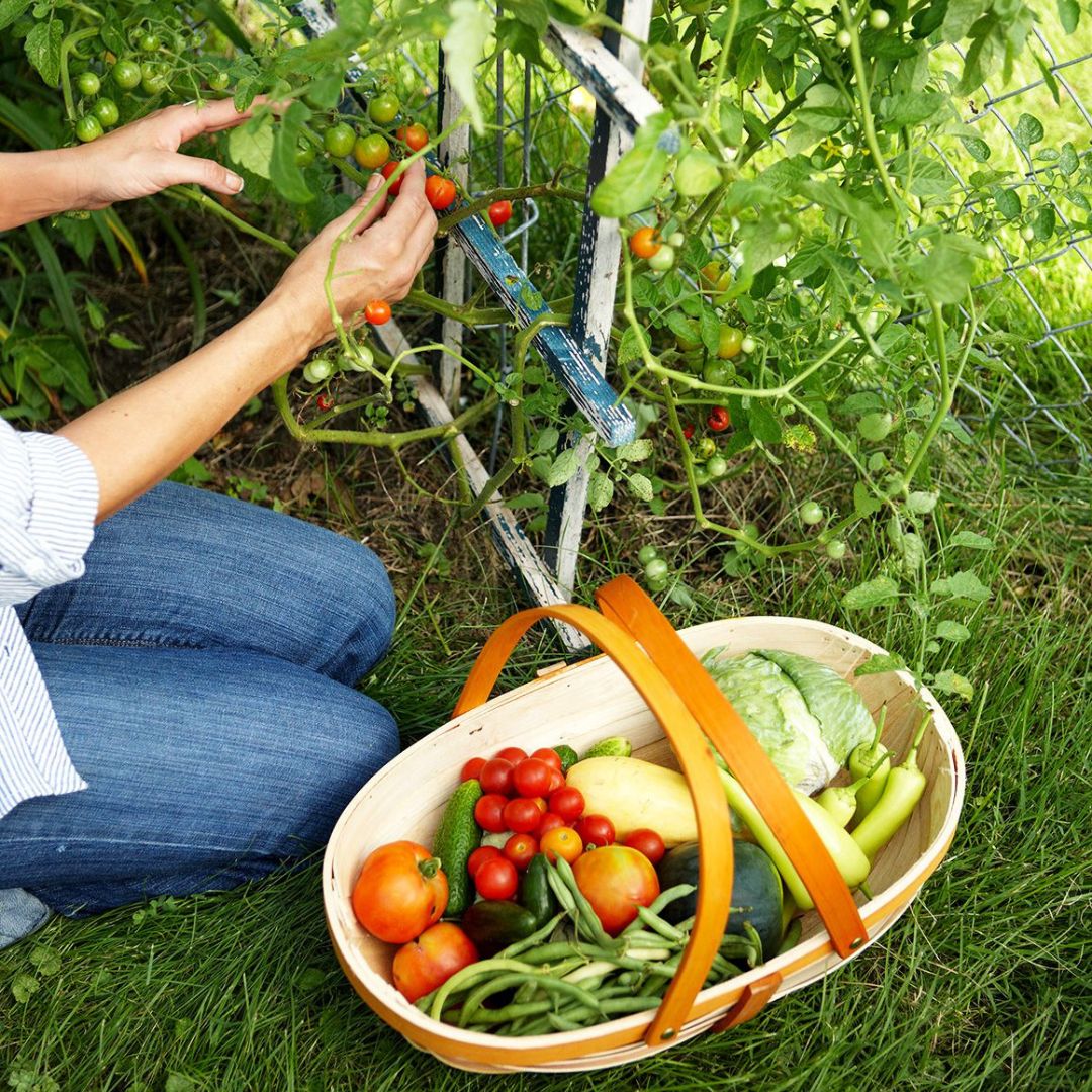 Tips to start an organic garden