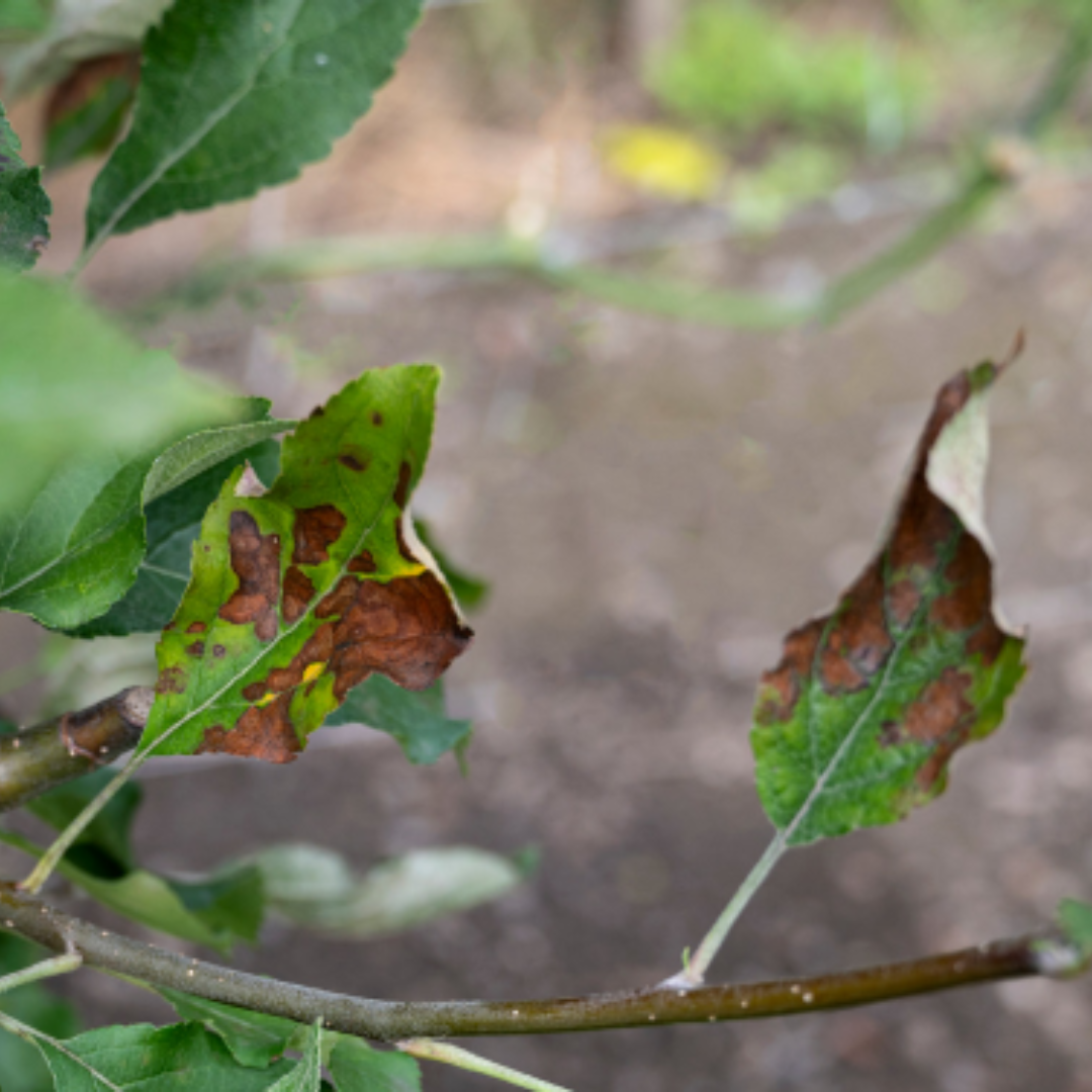 Different types of plant diseases, how to identify and prevent them