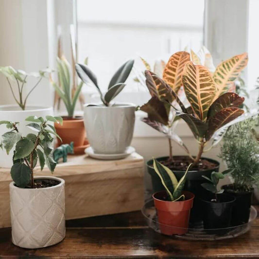 Essential Nutrients for plants.