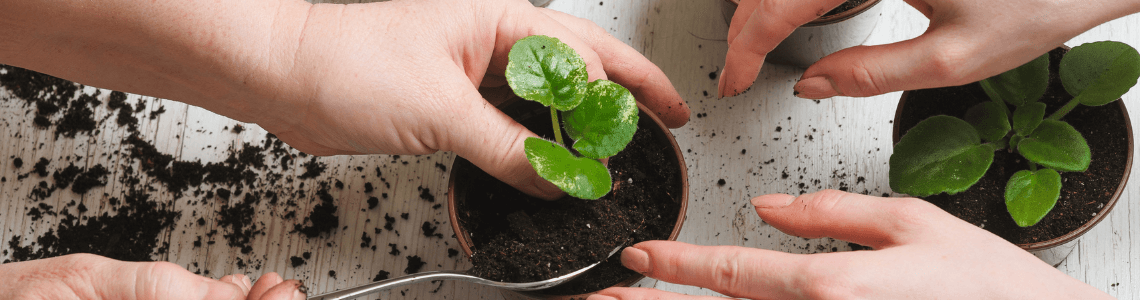 Effective Plant Protection Products | IFFO Urban Garden