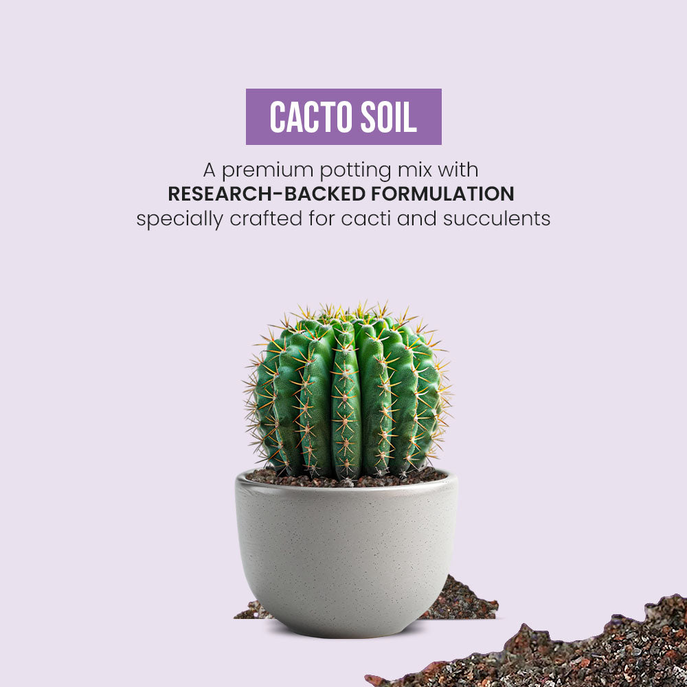 Cacto Soil - Succulent Potting Mix