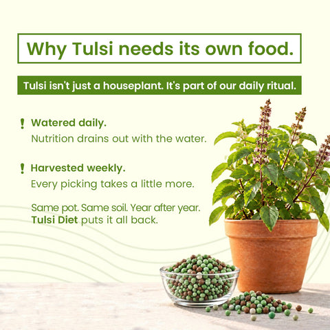 Tulsi Diet - Specialised Food For Tulsi