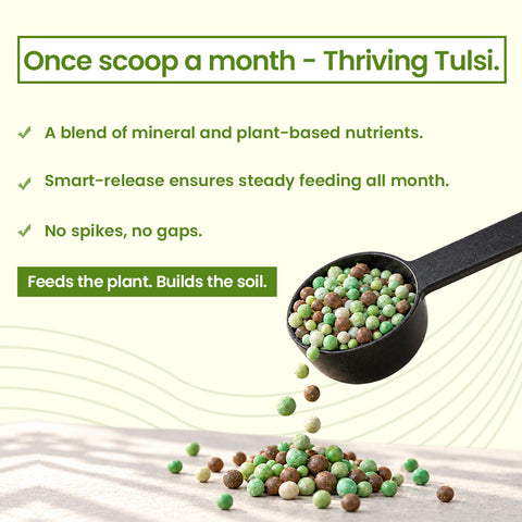Tulsi Diet - Specialised Food For Tulsi