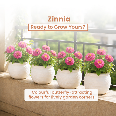 GIY - Zinnia Seeds