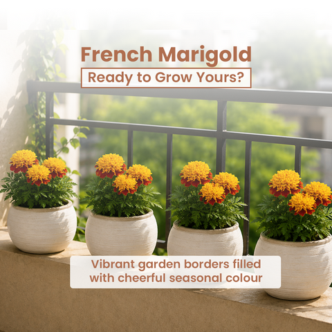 GIY - French Marigold Seeds