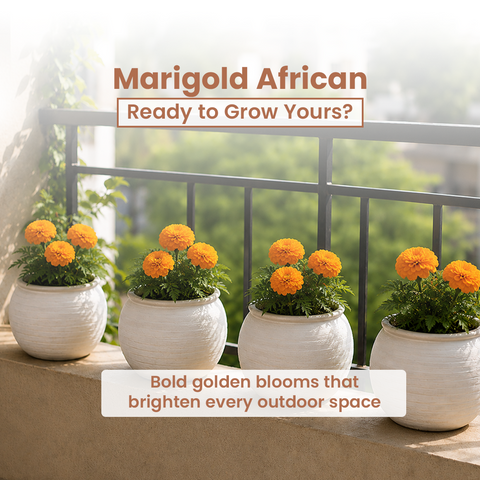 GIY - Marigold African Seeds