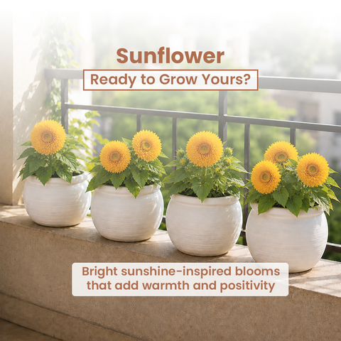 GIY - Sunflower Seeds