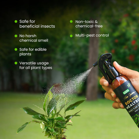 mealybug spray for indoor plants Shop Doctor Mealybug - Organic Protection, Ready-to-use