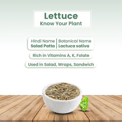 GIY - Lettuce(Salad Patta) Seeds