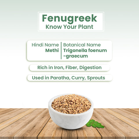 GIY - Fenugreek(Methi) Seeds