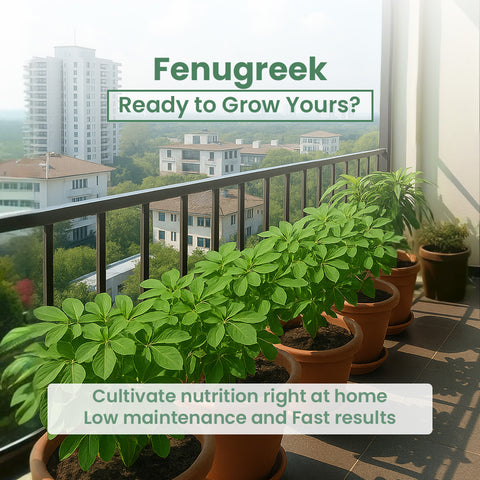 GIY - Fenugreek(Methi) Seeds