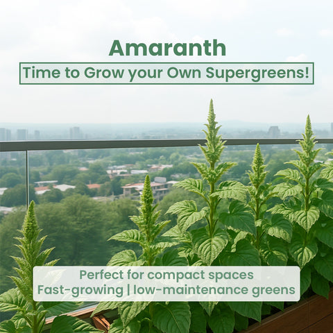 GIY - Amaranth Seeds