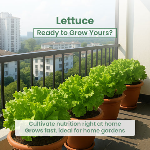 GIY - Lettuce(Salad Patta) Seeds