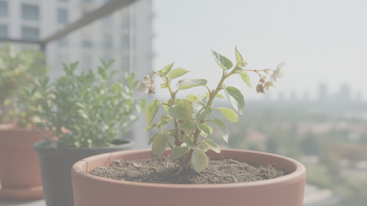 Flora Diet – Flowering Plant Food, Slow Release Granules