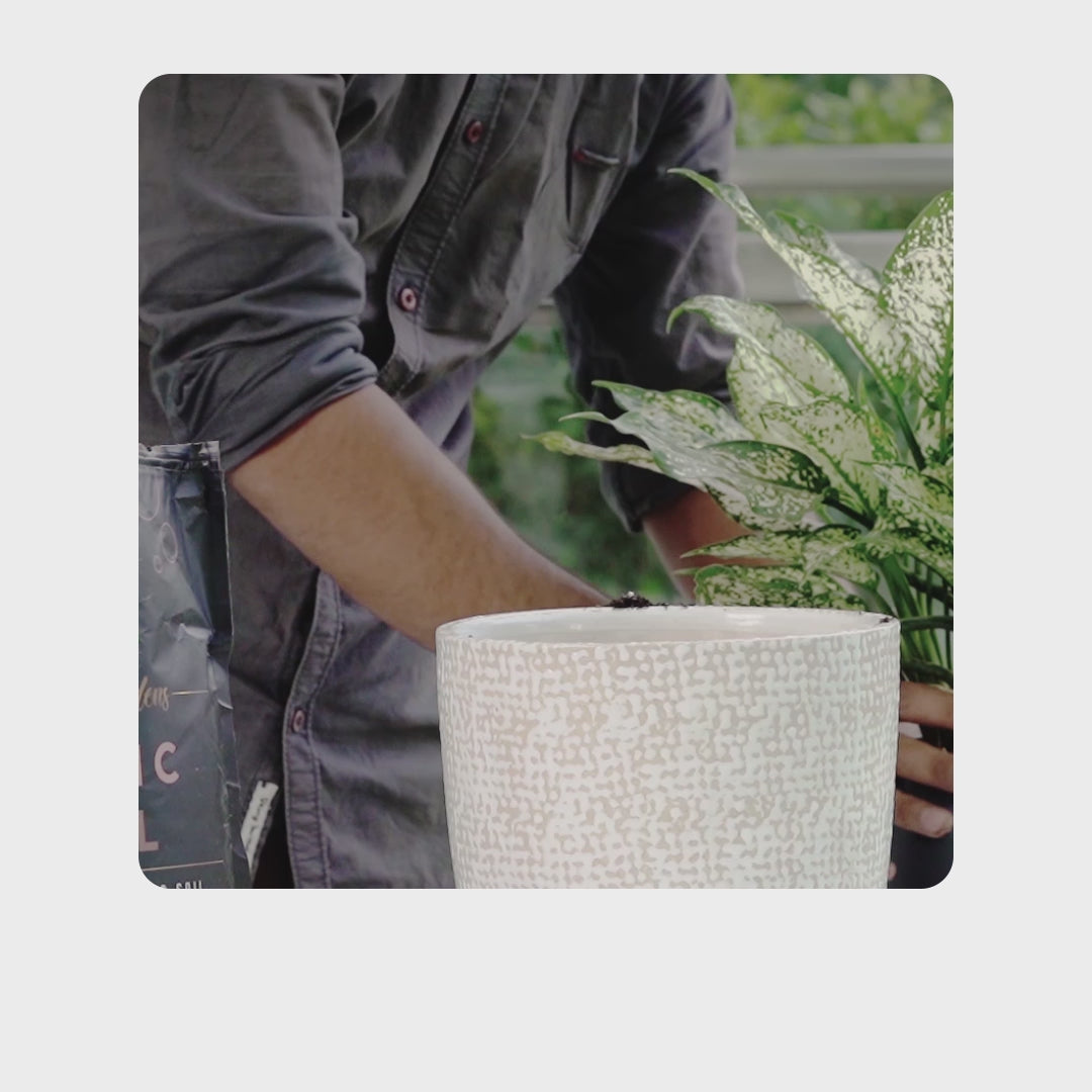 Magic Soil -All Purpose Potting Mix